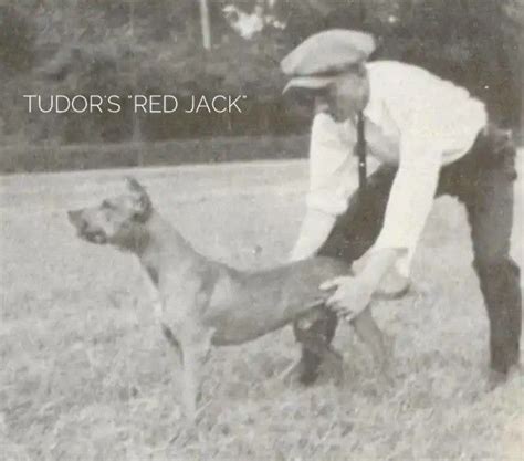 pitbull tudor black jack|earl tudor game dogs.